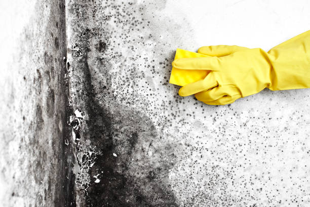 Best Local Mold Removal Service  in Saratoga Springs, UT