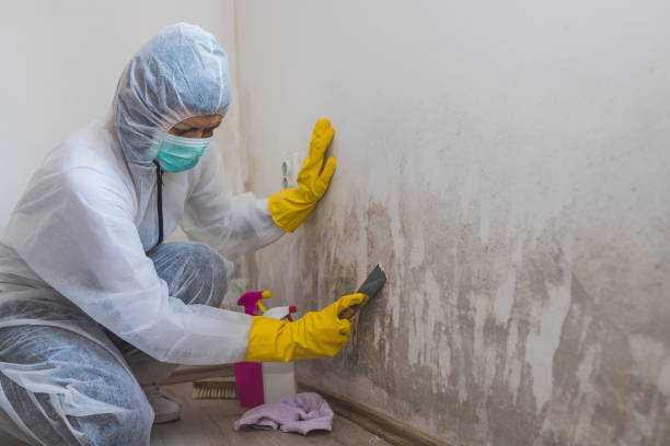 Mold Removal and Inspection in Saratoga Springs, UT