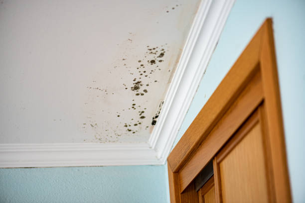 Best Fast Mold Removal  in Saratoga Springs, UT