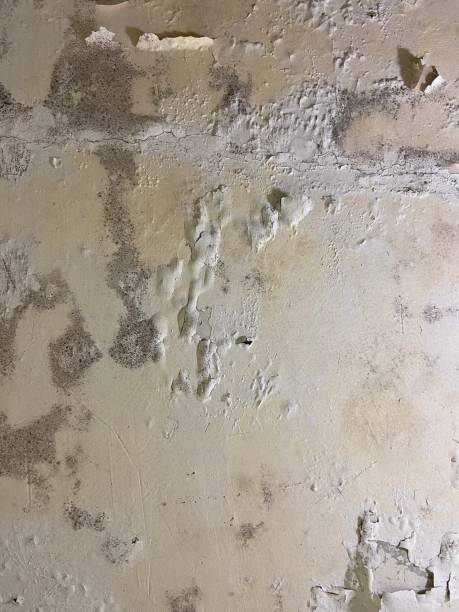 Best Emergency Mold Removal  in Saratoga Springs, UT