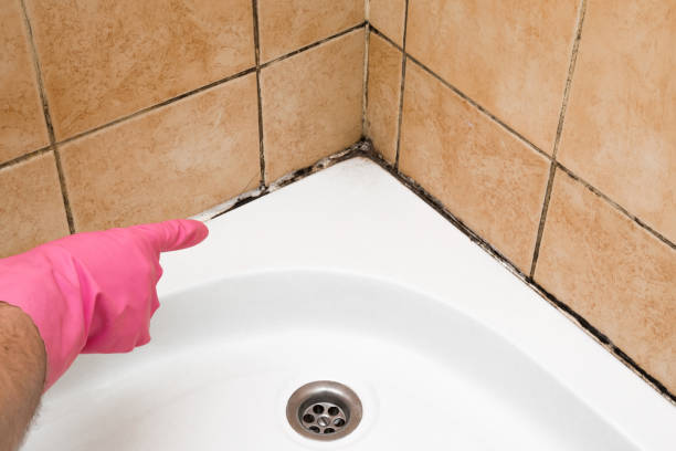 Best Certified Mold Removal  in Saratoga Springs, UT
